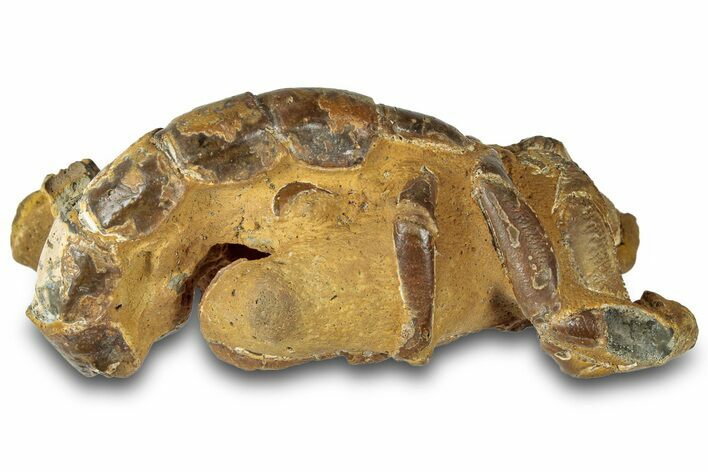 Fossil Mud Lobster (Thalassina) - Gunn Poin, Australia #307790